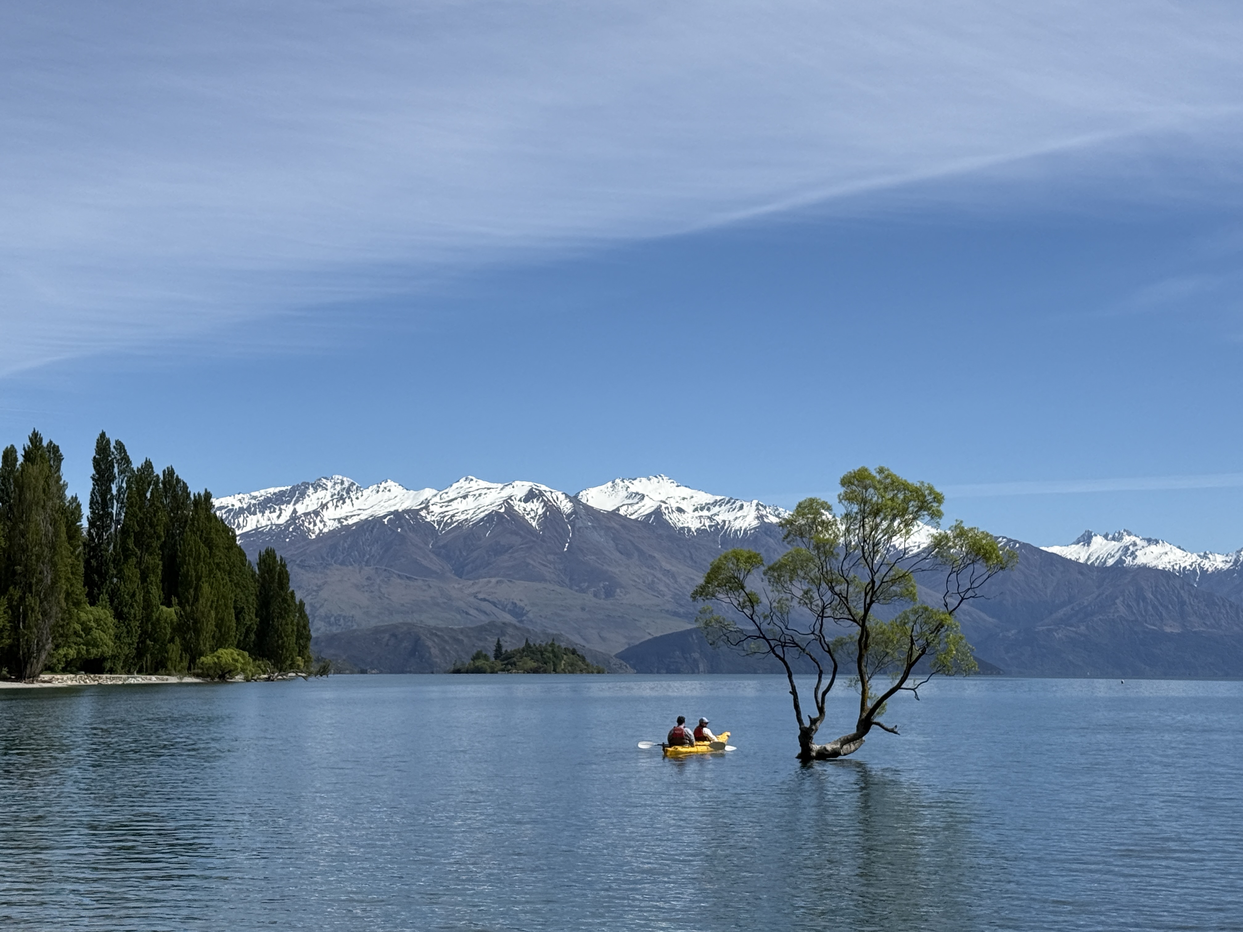 That Wanaka Tree